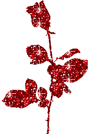 Displaying Red Rose